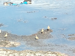 Charadrius hiaticula