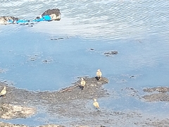 Charadrius hiaticula