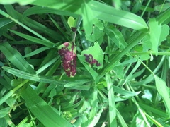 Norvellina chenopodii