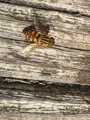 Parhelophilus integer