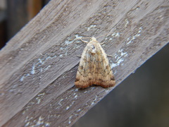 Cryptocala acadiensis