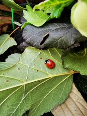 Coccinella septempunctata