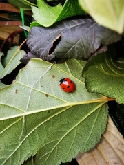 Coccinella septempunctata