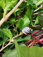 Caucasotachea vindobonensis