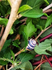 Caucasotachea vindobonensis