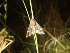 Apamea amputatrix