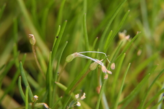 Littorella uniflora