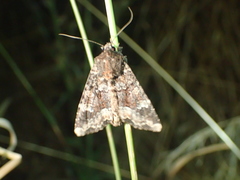 Apamea amputatrix