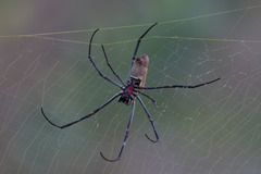 Nephila vitiana