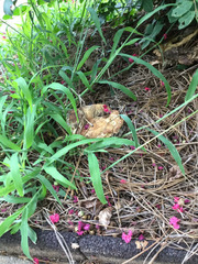 Fungi