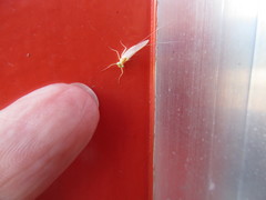 Maccaffertium terminatum terminatum