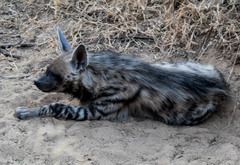 Hyaena hyaena