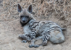 Hyaena hyaena