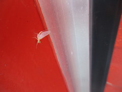 Maccaffertium terminatum terminatum