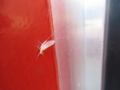 Maccaffertium terminatum terminatum