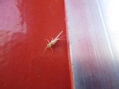 Maccaffertium terminatum terminatum