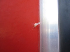 Maccaffertium terminatum terminatum