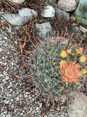 Ferocactus wislizeni