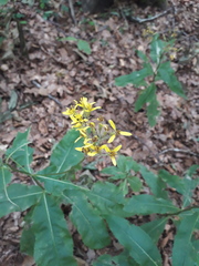 Senecio ovatus alpestris