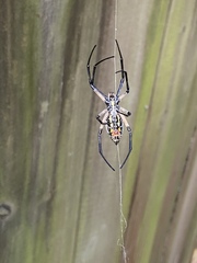 Argiope aurantia