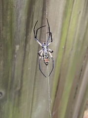 Argiope aurantia