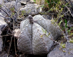 Astrophytum myriostigma