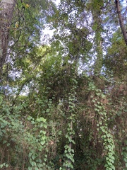 Dioscorea bulbifera