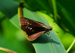 Pelopidas assamensis