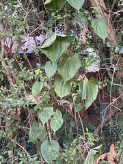 Dioscorea bulbifera