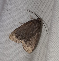 Amphipyra glabella