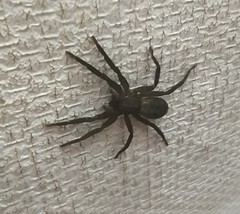 Asthenoctenus borellii