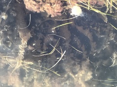Sugar Kelp