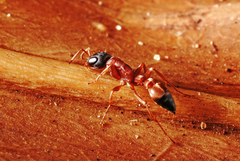 Pseudomyrmex termitarius