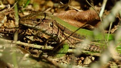 Ameiva