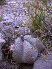 Astrophytum myriostigma