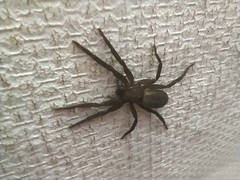 Asthenoctenus borellii