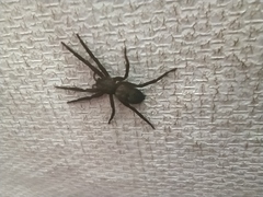 Asthenoctenus borellii