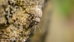 Cyphicerini