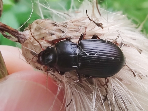 Amara aulica nuotrauka