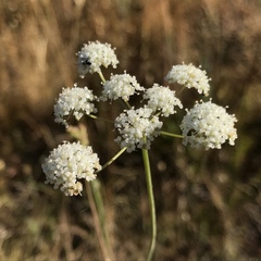 Perideridia kelloggii