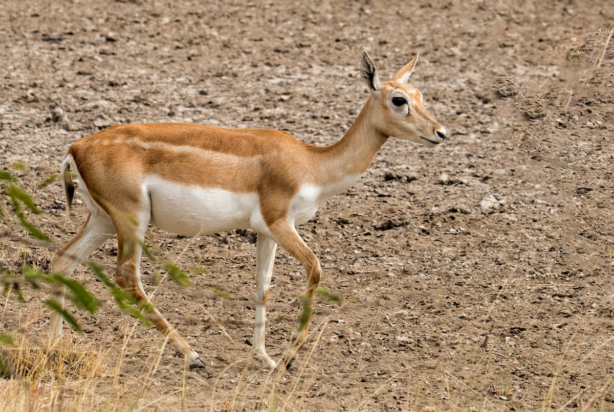 Red-flanked Duiker (Mammals of the WAP complex) · iNaturalist