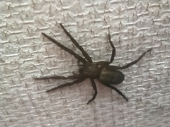 Asthenoctenus borellii