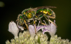 Augochloropsis viridula