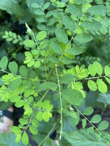 Phyllanthus tenellus image