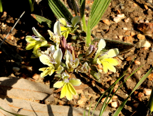 Babiana odorata