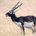 Antilope - Photo (c) Uday Agashe, μερικά δικαιώματα διατηρούνται (CC BY-NC), uploaded by Uday Agashe