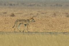 Canis lupus pallipes
