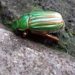 Chrysina adelaida