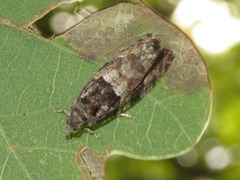 Lobesia abscisana