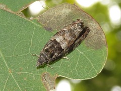 Lobesia abscisana